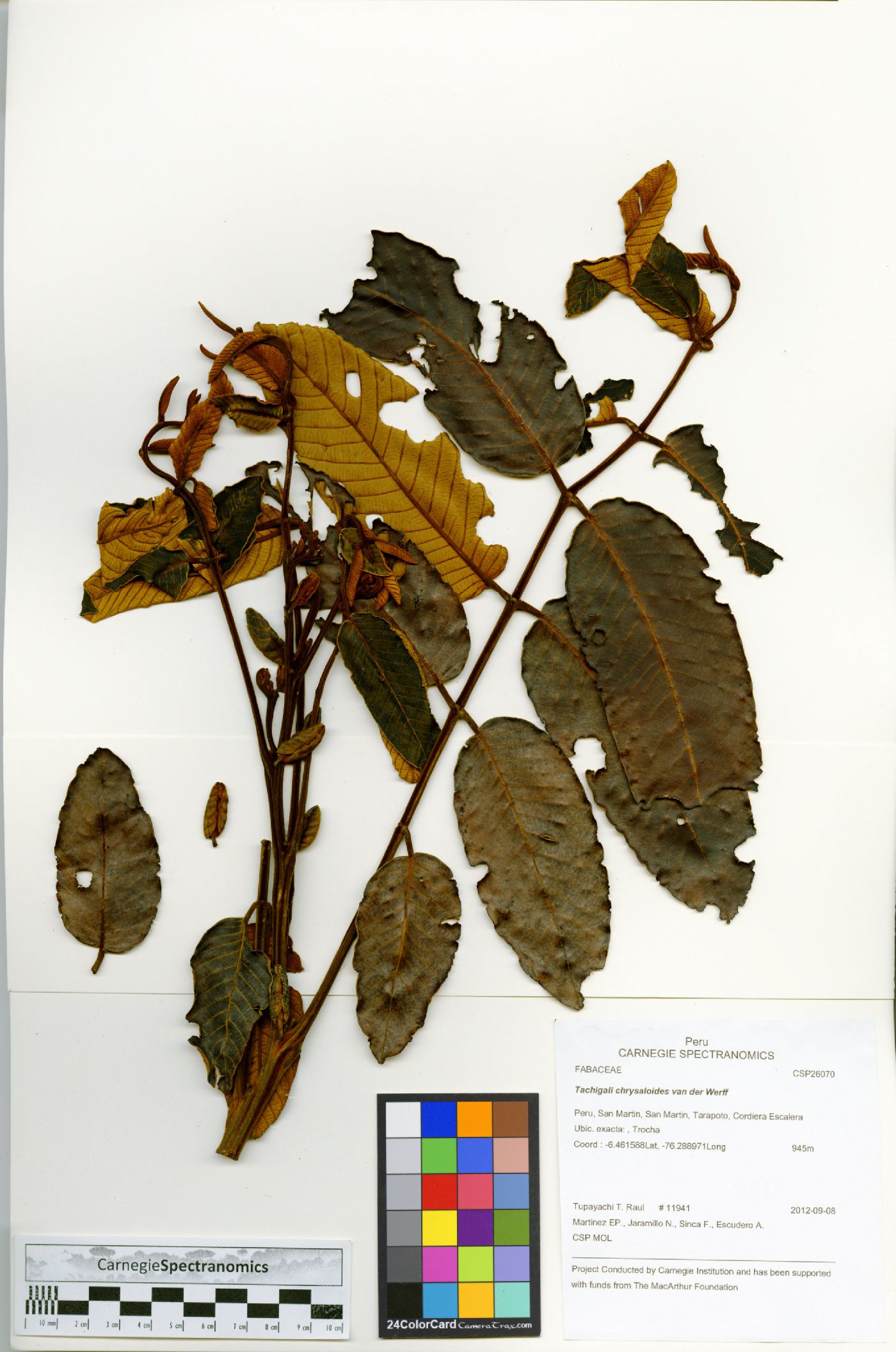 Tachigali chrysaloides image