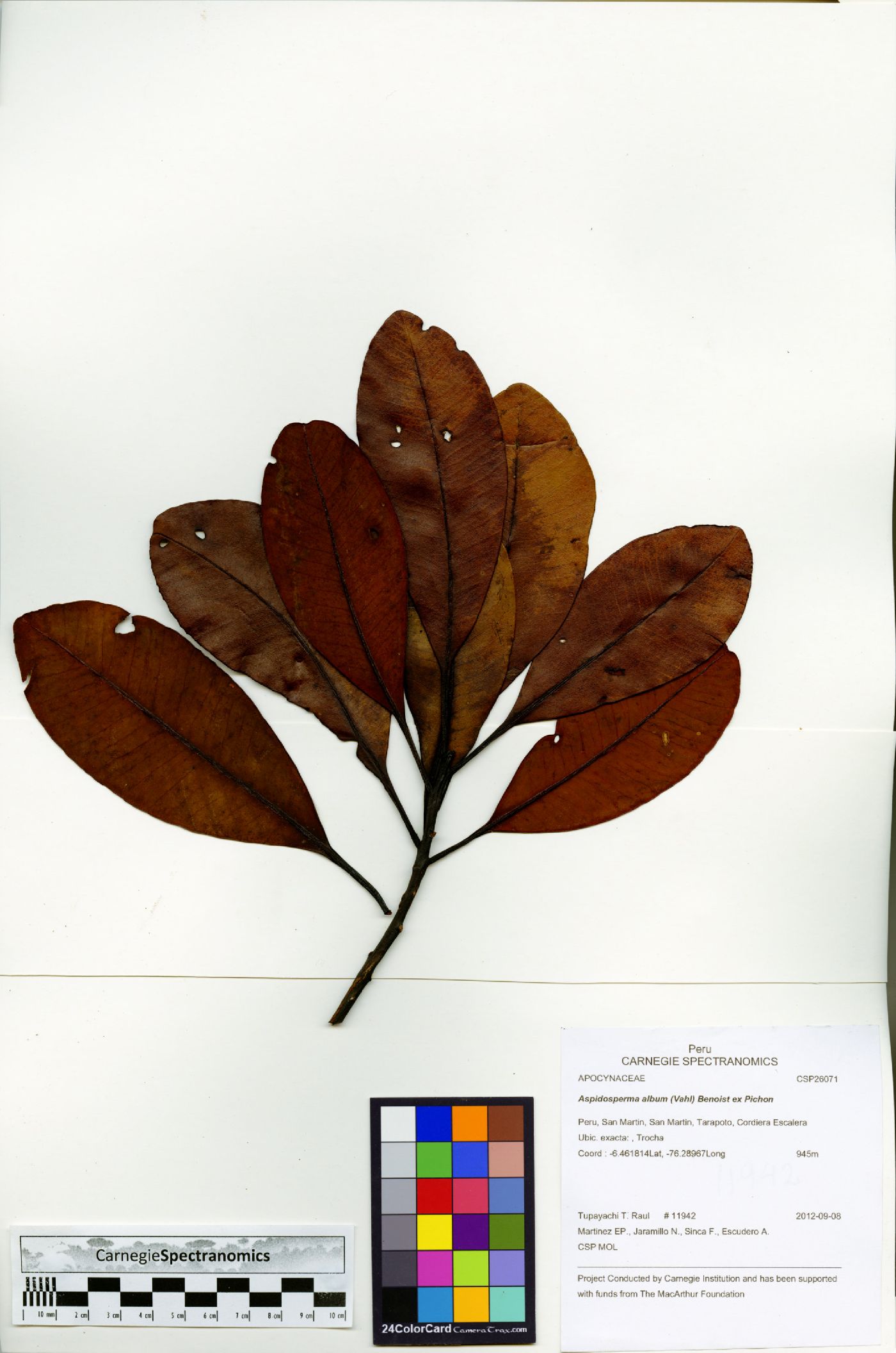 Aspidosperma album image