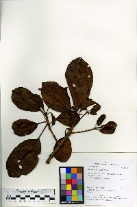 Terminalia macrophylla image
