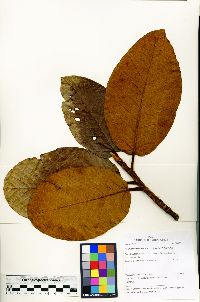 Ficus gomelleira image