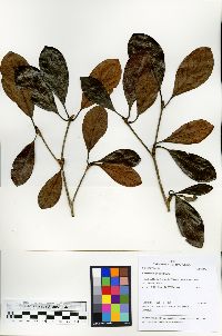 Terminalia grandis image