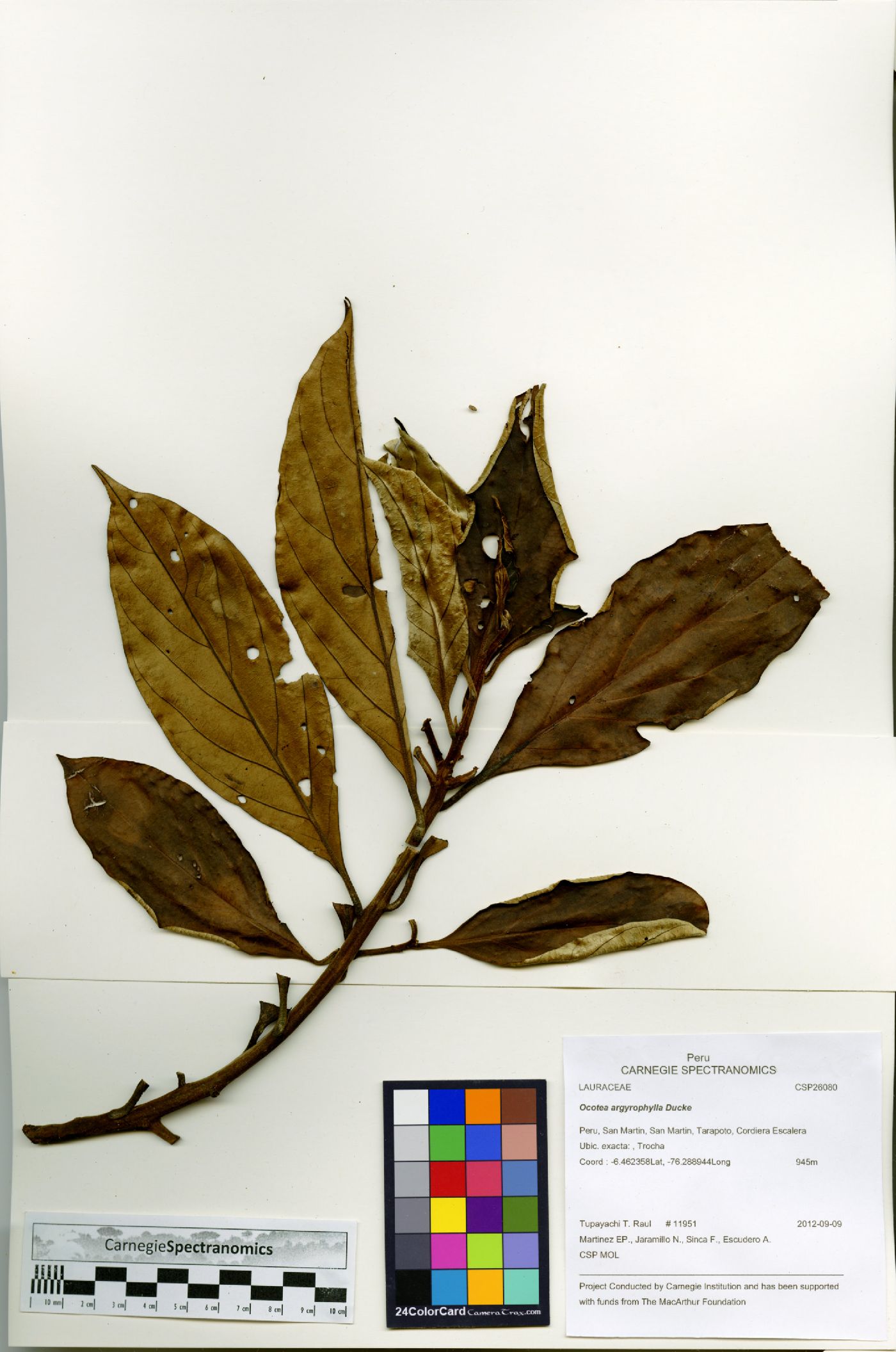 Ocotea argyrophylla image