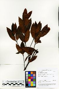 Parahancornia peruviana image