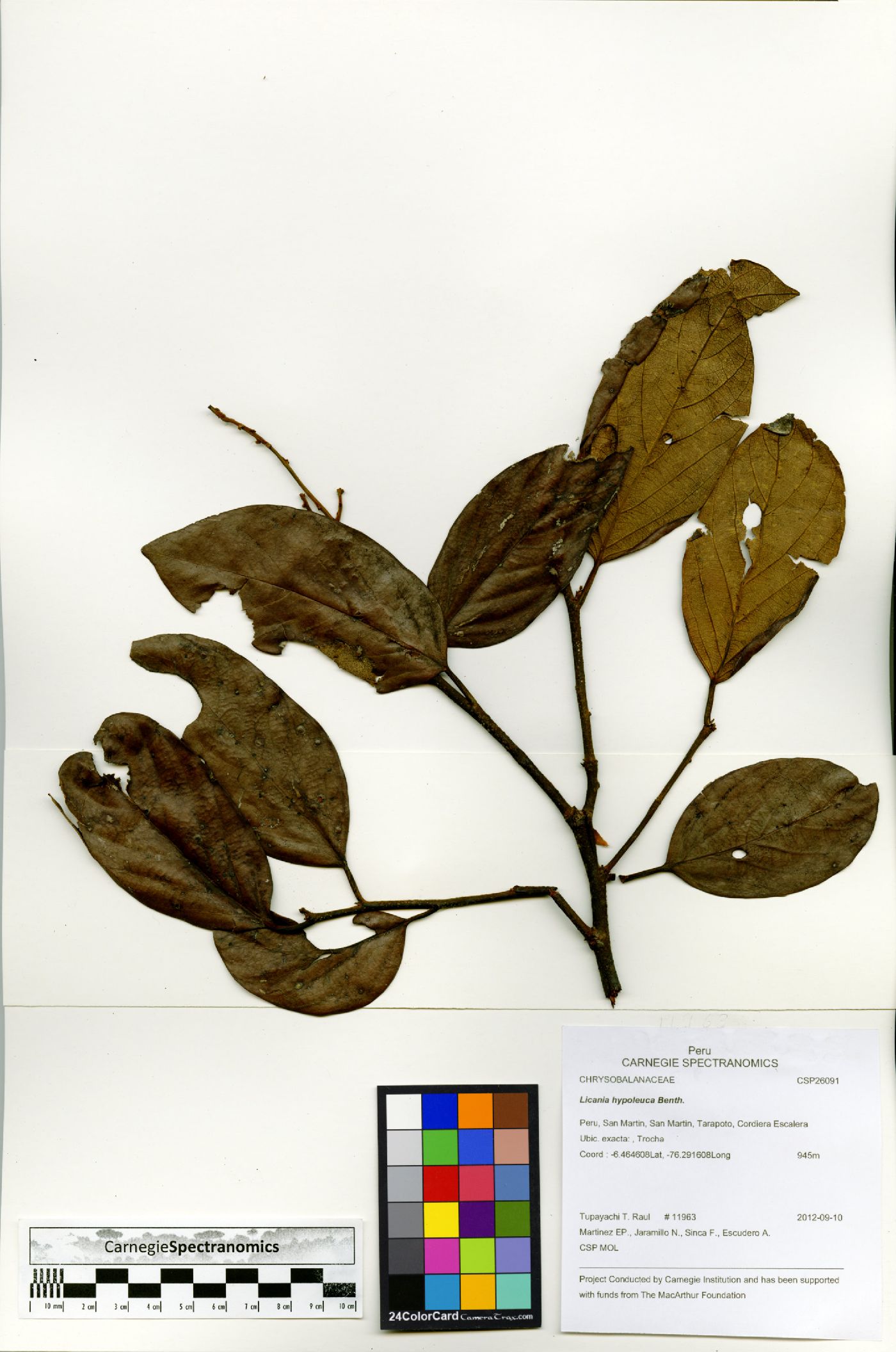 Licania hypoleuca image
