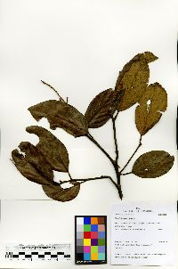 Licania hypoleuca image