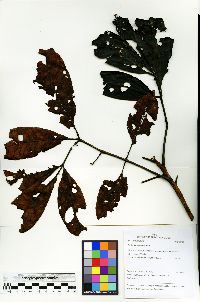 Tapirira guianensis image