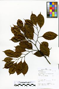 Allantoma decandra image