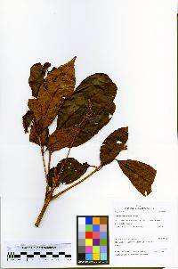 Guarea macrophylla image