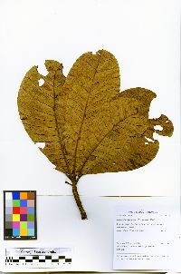 Anacardium giganteum image