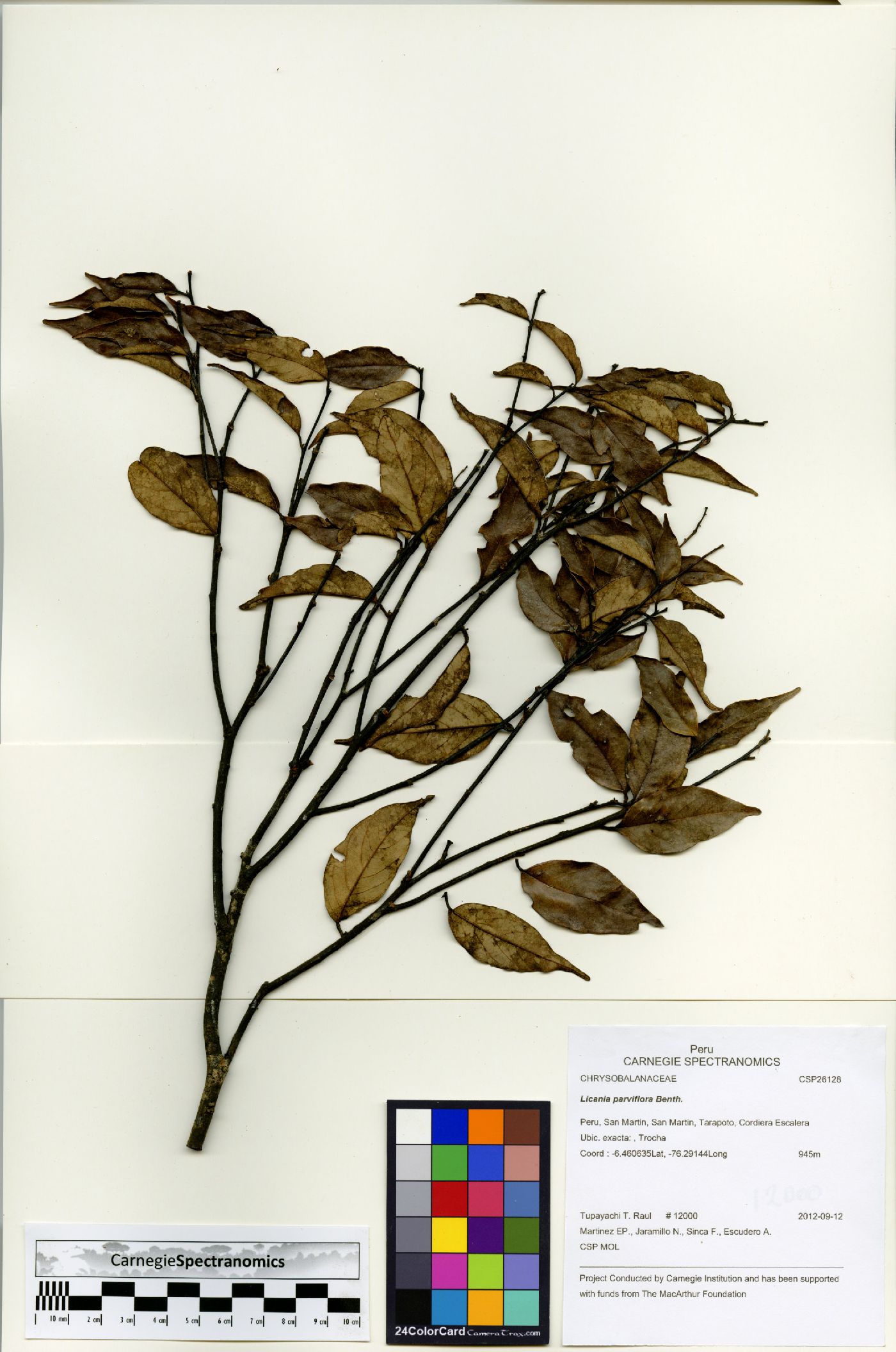Licania parviflora image