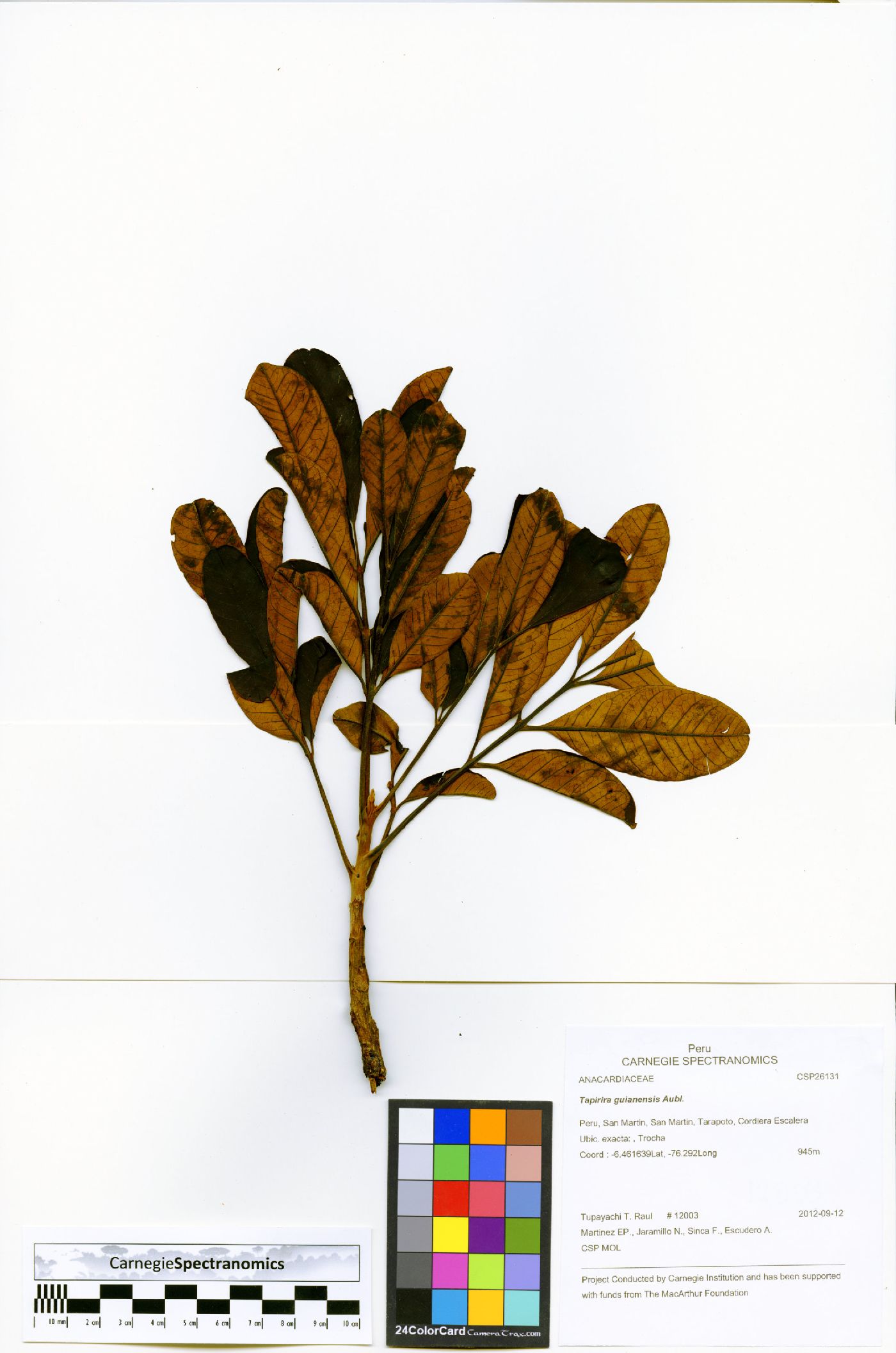 Tapirira guianensis image