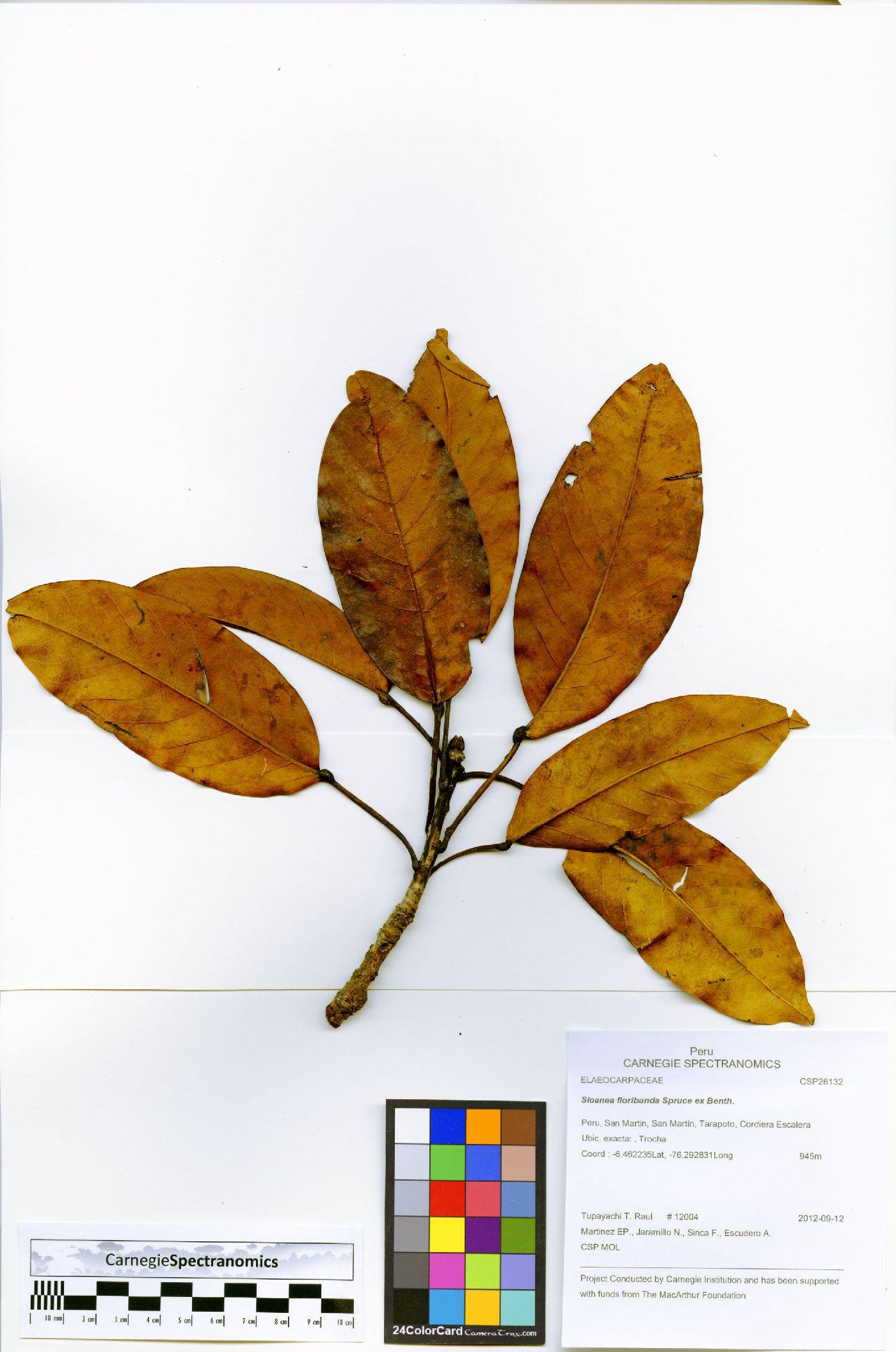 Sloanea floribunda image