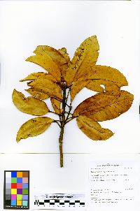 Sloanea floribunda image