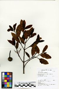 Parahancornia peruviana image