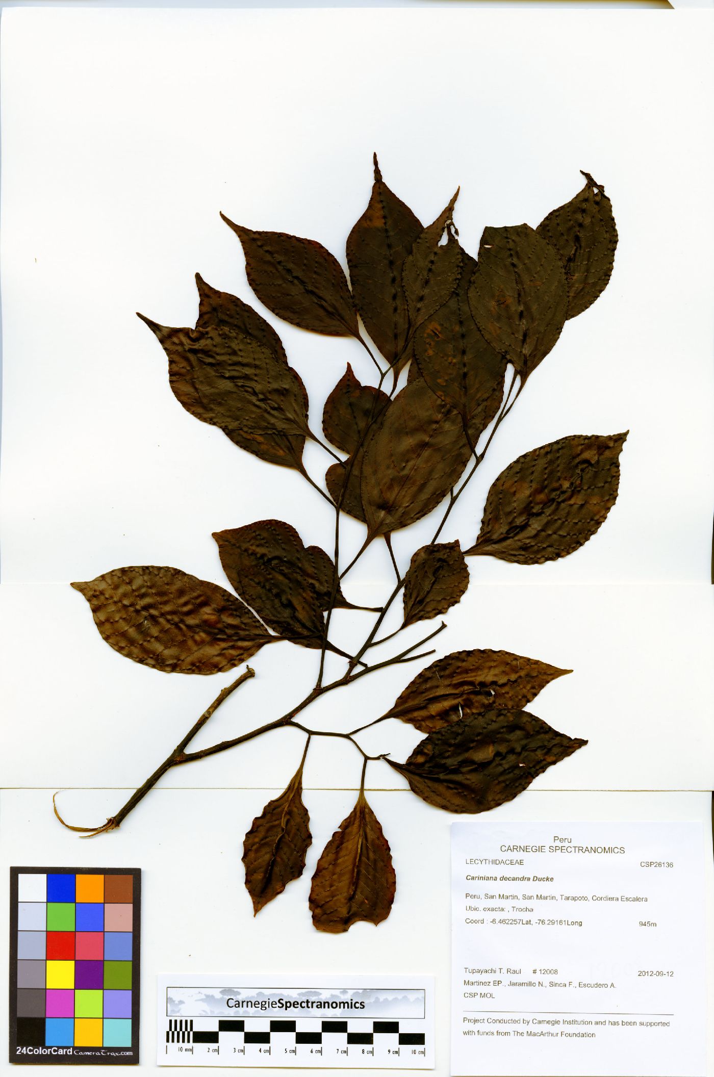 Allantoma decandra image