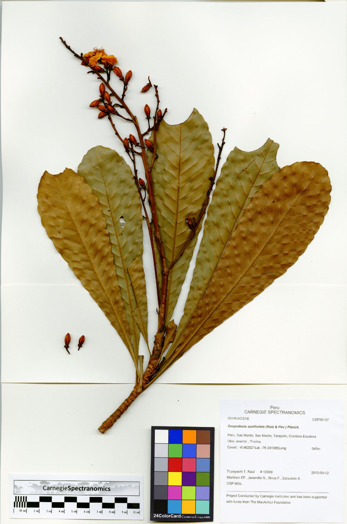 Cespedesia spathulata image