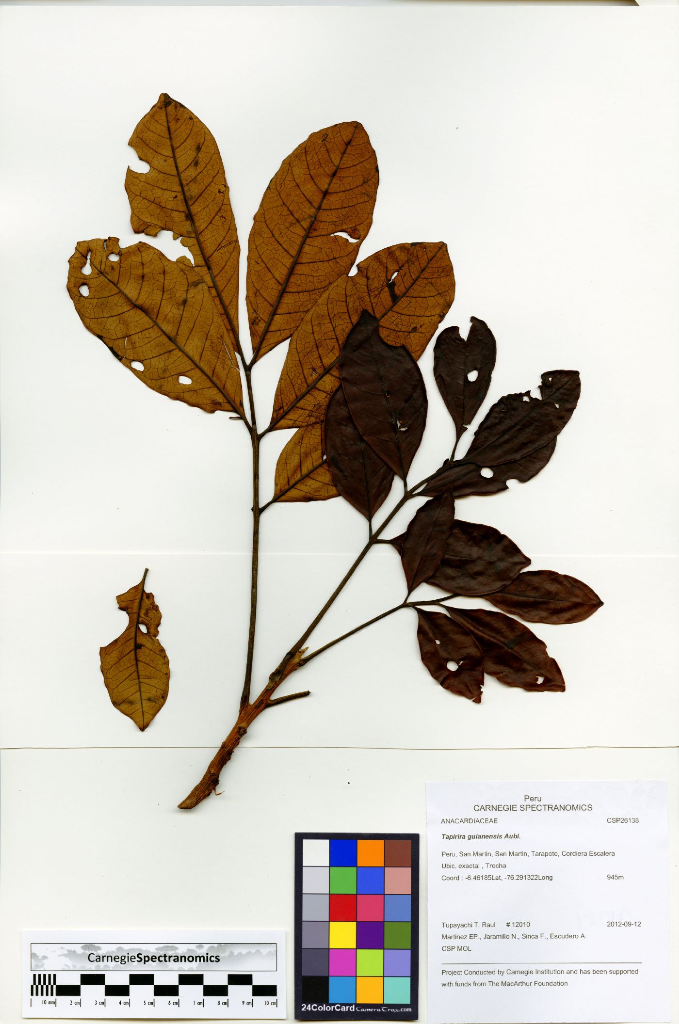 Tapirira guianensis image