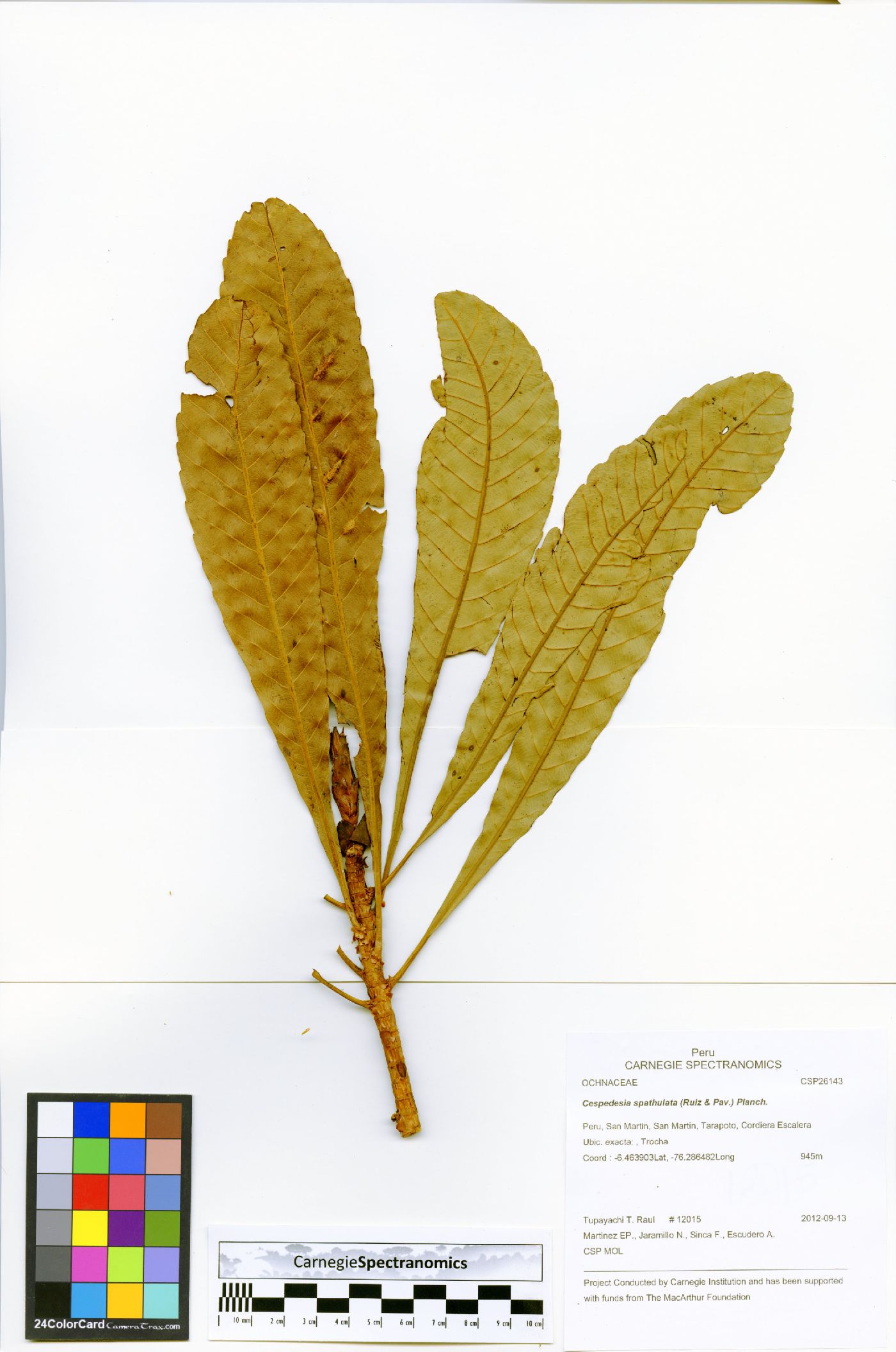 Cespedesia spathulata image