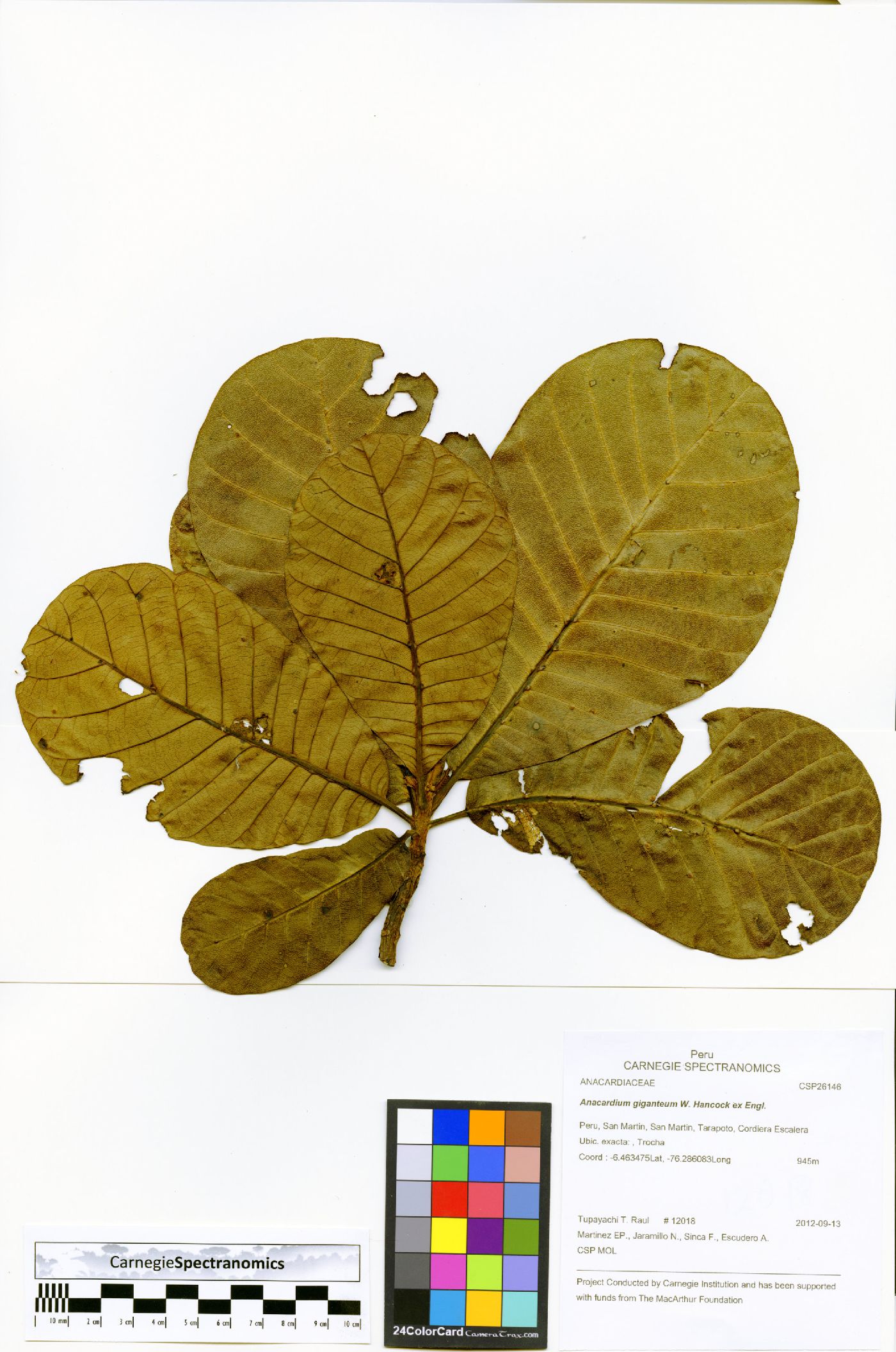 Anacardium giganteum image