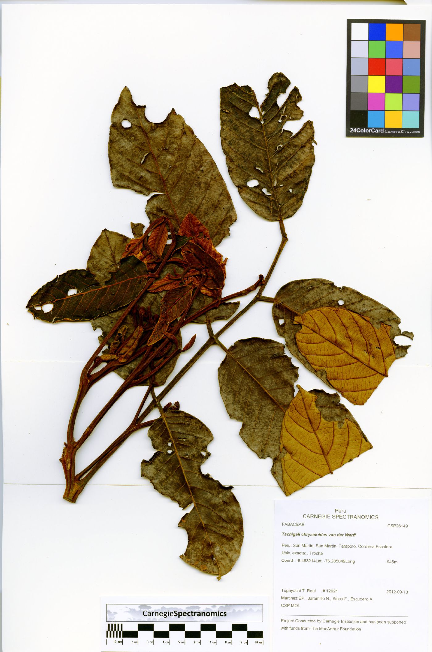 Tachigali chrysaloides image