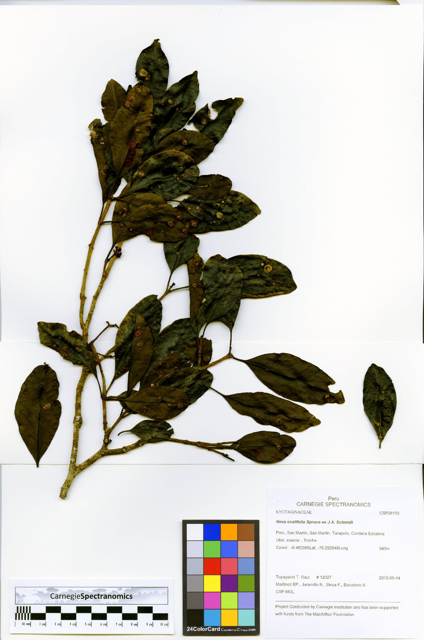 Neea ovalifolia image