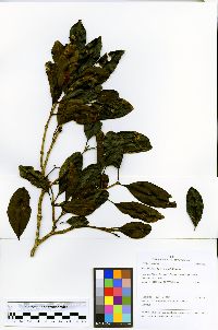Image of Neea ovalifolia