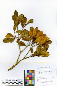 Aspidosperma decussatum image