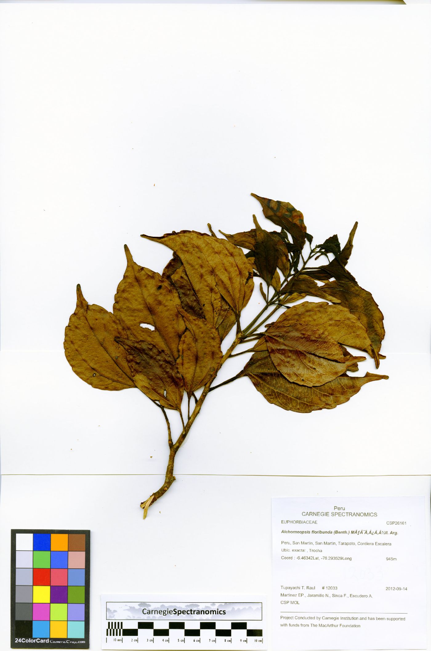 Alchorneopsis floribunda image