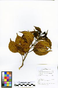 Alchorneopsis floribunda image