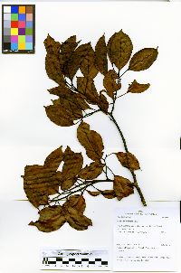 Allantoma decandra image