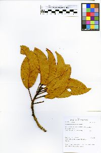 Sloanea floribunda image