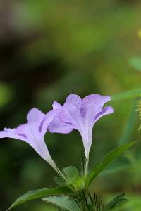 Ruellia caroliniensis image