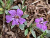 Dyschoriste schiedeana var. decumbens image