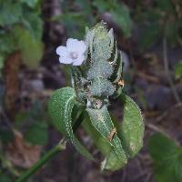 Image of Blechum pyramidatum