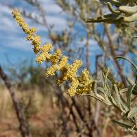 Atriplex canescens image