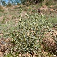 Atriplex elegans image