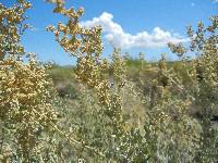 Atriplex torreyi image