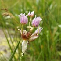 Allium geyeri image