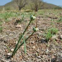 Habranthus longifolius image