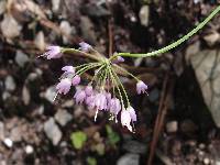 Allium cernuum image