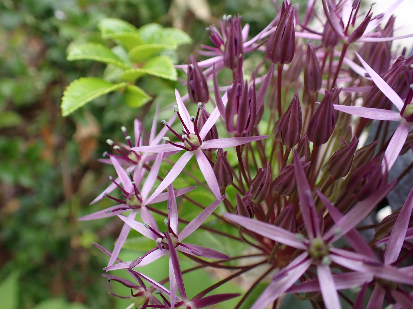 Allium cristophii image