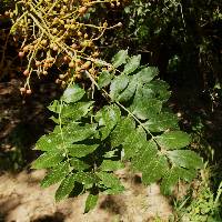 Image of Pistacia chinensis