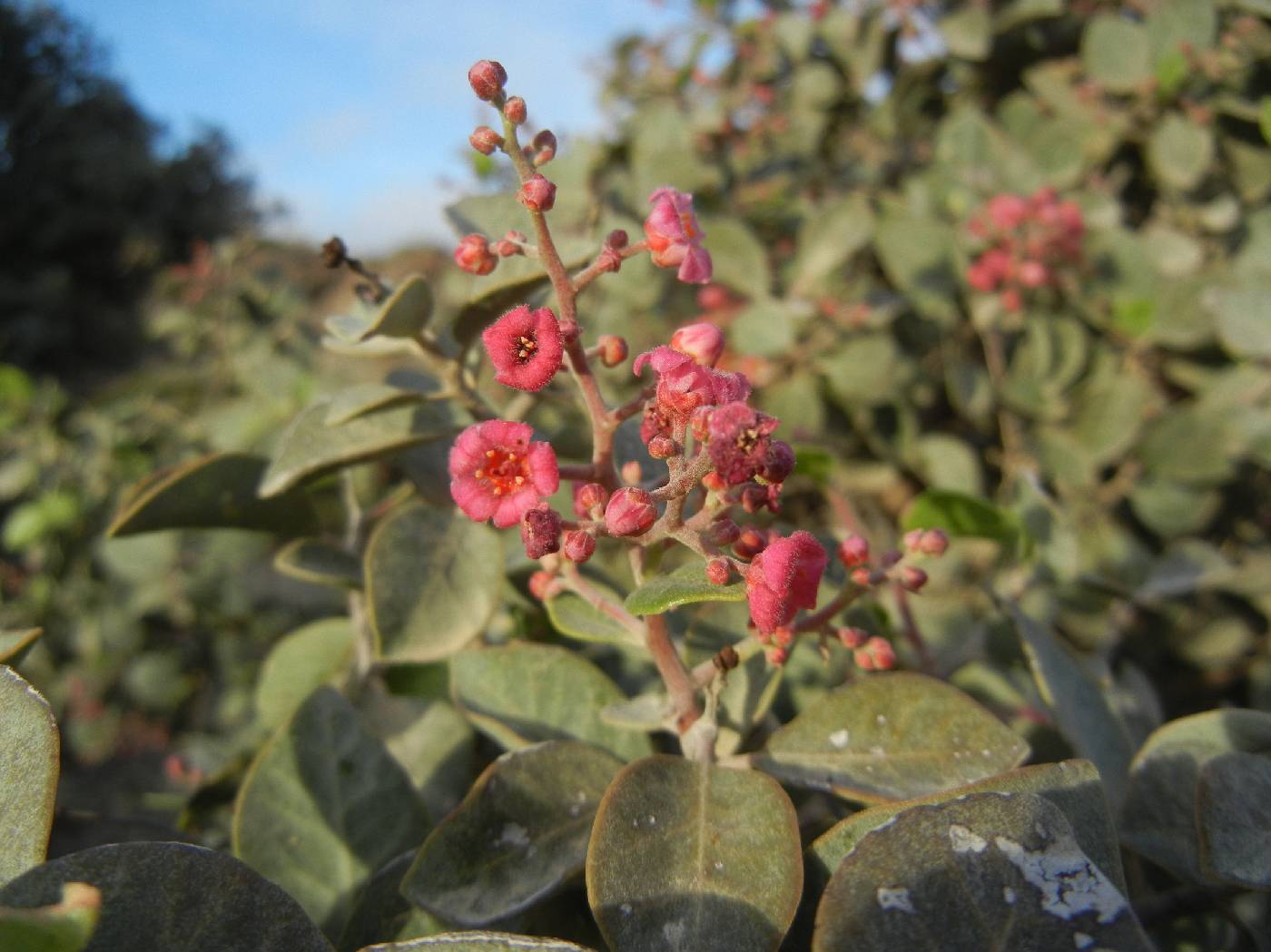 Rhus lentii image