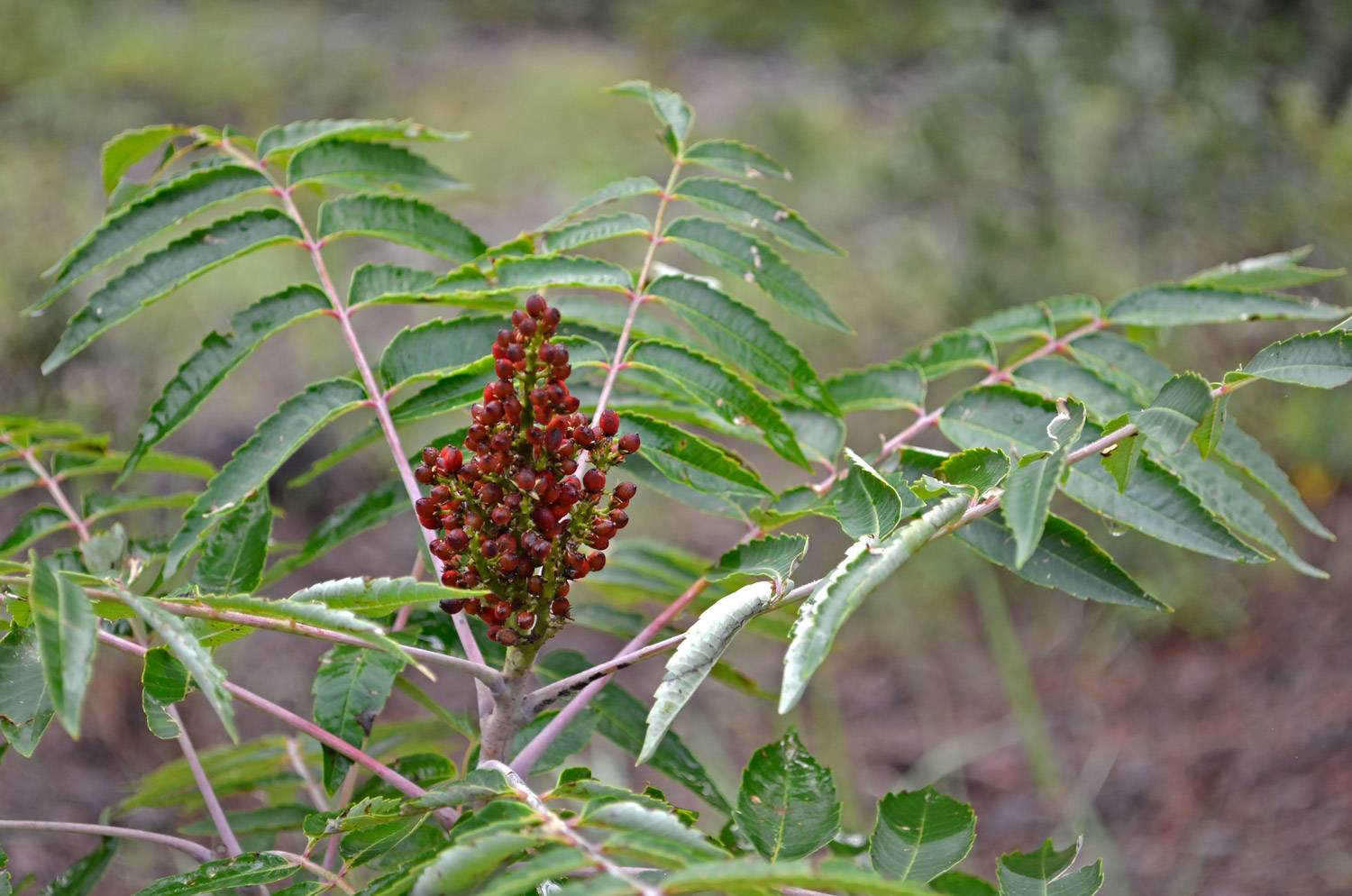 Rhus glabra image