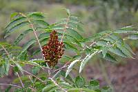 Image of Rhus glabra