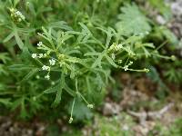 Apiastrum angustifolium image