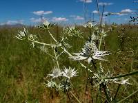 Eryngium heterophyllum image