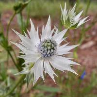 Eryngium lemmonii image