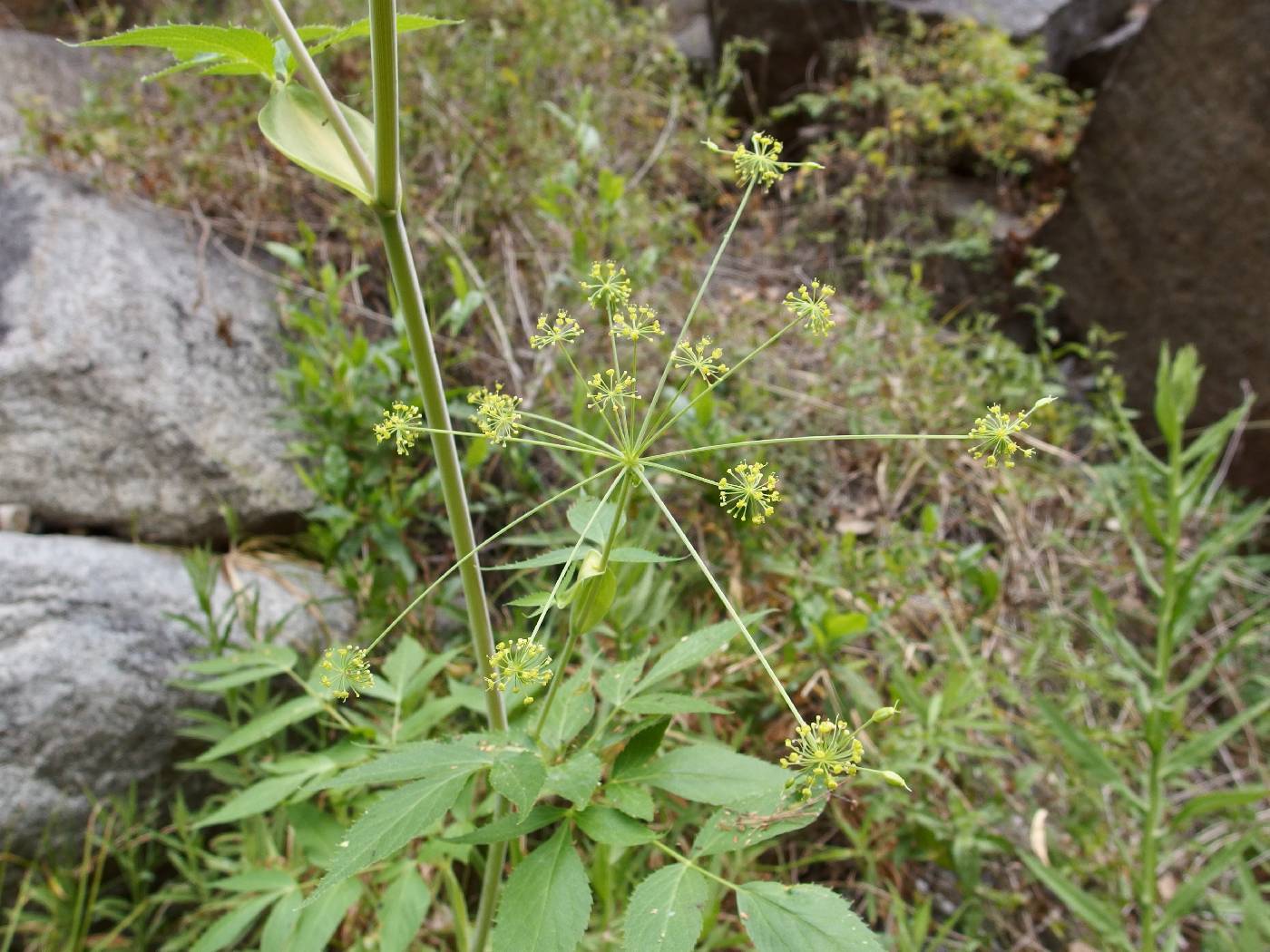 Arracacia brandegeei image