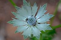 Eryngium lemmonii image